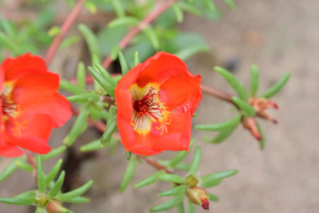 Portulaca grandiflora, Pigweed or Little Hogweedの写真素材