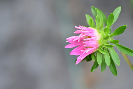 pink aster flower with green leaves in the garden on blurred background