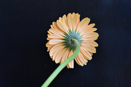 Orange gerbera flower isolated on black background. Top view.の写真素材