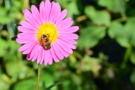 Bee on a pink flower in the garden, closeup of photoの写真素材
