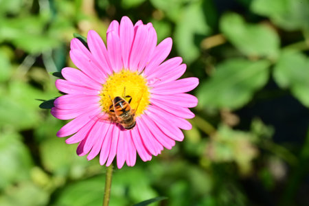 Bee on a pink daisy with green leaves in the background.の写真素材