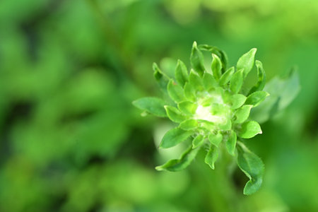 Close up of green flower in the garden with soft focus background.の写真素材