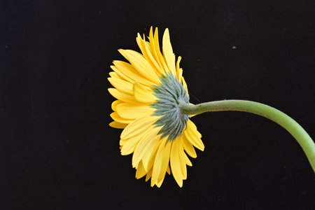 Yellow gerbera flower on black background, closeup of photoの写真素材