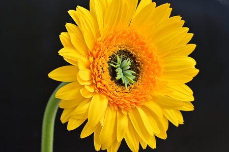 Beautiful yellow gerbera flower isolated on a black background.