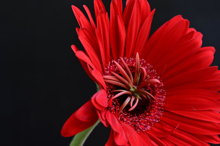 Red gerbera flower isolated on black background, close-upの写真素材