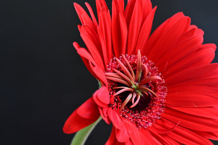 Beautiful red gerbera flower on black background, closeupの写真素材