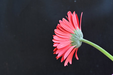 Red gerbera flower isolated on black background with copy space.の写真素材