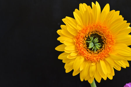 Yellow gerbera on black background with copy space for your textの写真素材