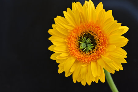 Yellow gerbera flower on black background, closeup of photoの写真素材