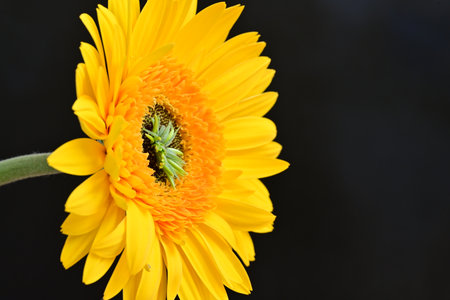 Yellow gerbera flower on black background, closeup of photoの写真素材