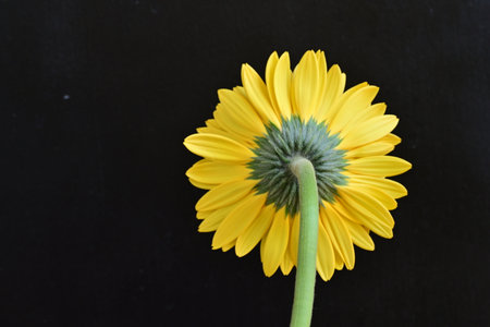 Yellow gerbera flower on black background, closeup of photoの写真素材