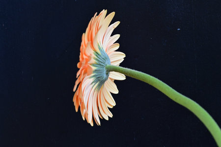 Orange gerbera flower on black background, closeup of photoの写真素材