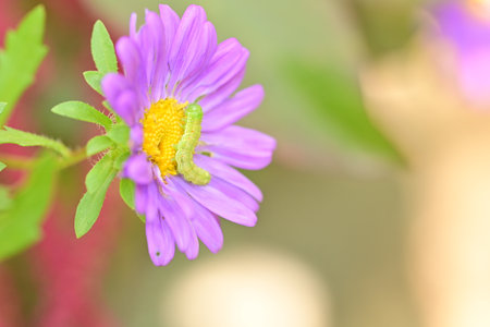 Aster flower and caterpillar in the garden, closeup of photoの写真素材