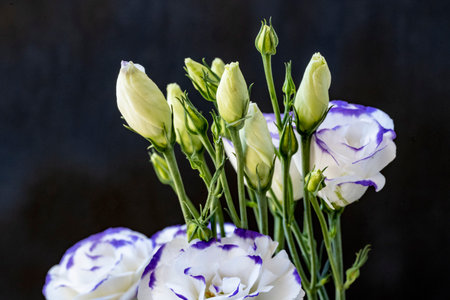 Bouquet of eustoma flowers on a black background.