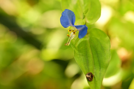 Close up of blue flower on nature background. (Scientific name)の写真素材