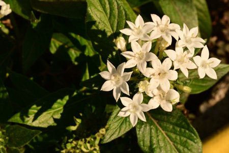 White flowers of Rubiaceae, South East Asia, Thailand.の写真素材