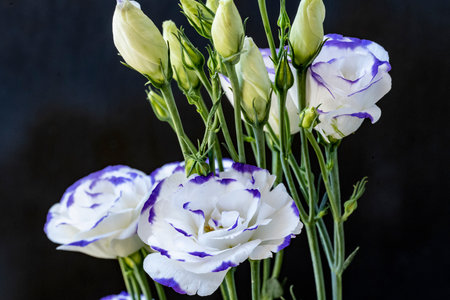 bouquet of eustoma flowers on black background close upの写真素材