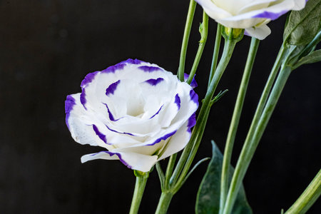 purple and white Eustoma flower on black background with copy space