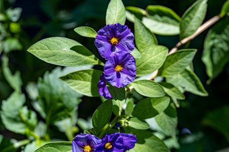 Purple flowers of Solanum arvense in the gardenの写真素材