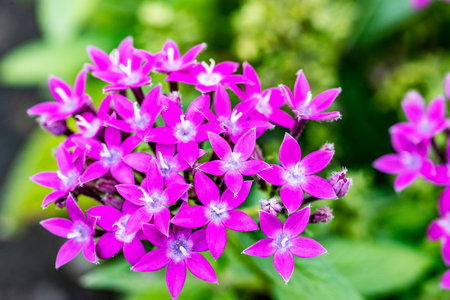 Close up of Pink Ixora flower, Thailand. (selective focus)の写真素材