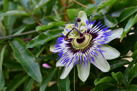 Passion fruit flower, Passiflora caeruleaの写真素材