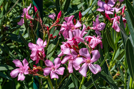Pink oleander flowers close-up on a sunny day.