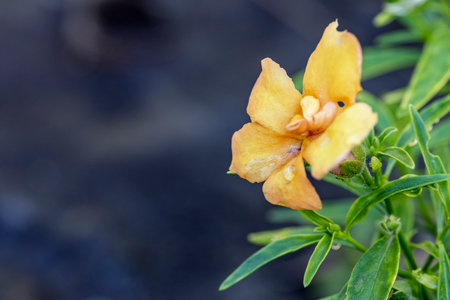 Close up of yellow flower in the garden with bokeh background.の写真素材