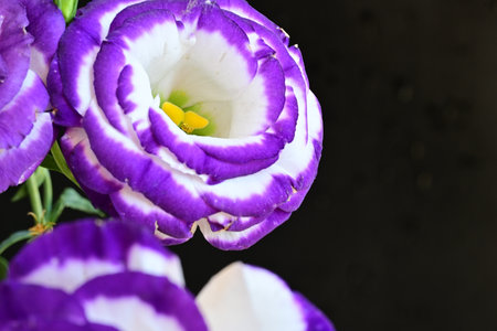 purple eustoma flowers on black background, closeup of photoの写真素材