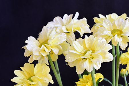 Yellow chrysanthemums on a black background close-upの写真素材