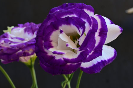 purple and white eustoma flowers on black background close upの写真素材