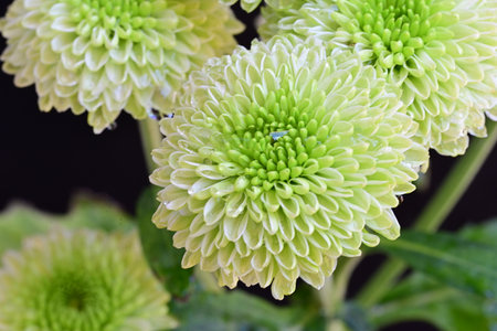 Green chrysanthemum flower on black background, stock photoの写真素材