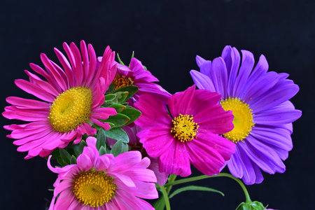 Purple and pink daisies on a black background close up
