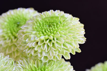 Green chrysanthemum flower on black background, close upの写真素材