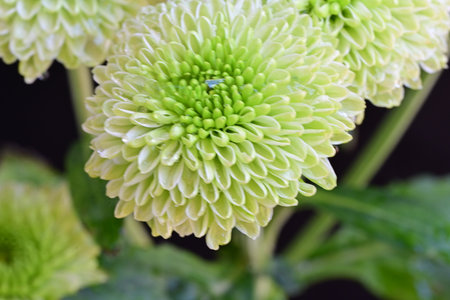 green chrysanthemum flower in the nature or in the gardenの写真素材