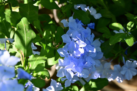 Plumbago auriculata or Cape leadwort in gardenの写真素材
