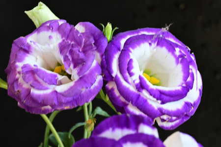 purple eustoma flowers on black background, close-upの写真素材