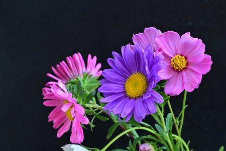 Bouquet of pink and purple daisies on black backgroundの写真素材
