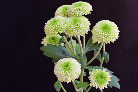 Chrysanthemum flowers on a black background, close up