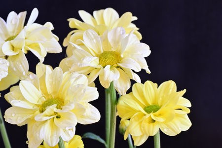 Yellow chrysanthemums on a dark background close-up