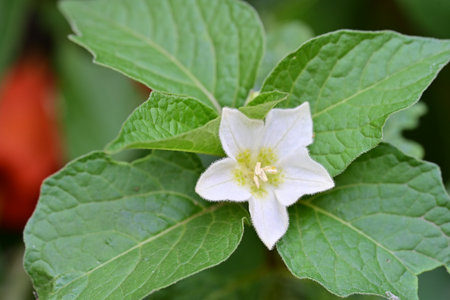Flower of black-and-white radish, Solanum usitatissimumの写真素材