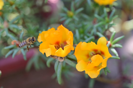 Beautiful yellow flower in the gardenの写真素材