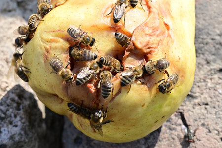 honey bee on apple, close up of a group of beesの写真素材