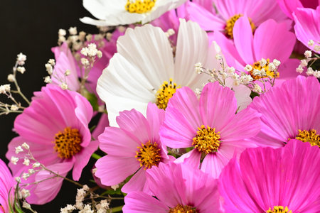Bouquet of pink and white cosmos flowers on black background.の写真素材
