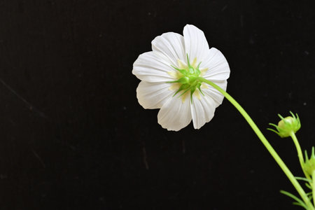 White cosmos flower isolated on black background with copy space for text.の写真素材