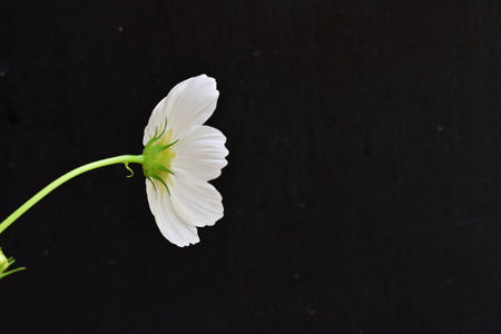 White cosmos flower isolated on black background with copy space for text.の写真素材