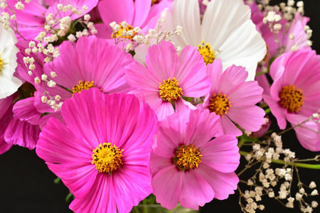 bouquet of pink cosmos flowers on black background, close upの写真素材