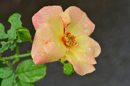 Yellow rose with water droplets on the petals and green leavesの写真素材