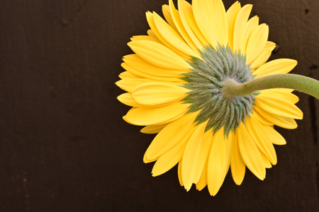 Yellow gerbera flower on wooden background with copy space for textの写真素材