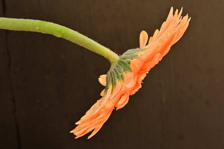 Orange gerbera flower isolated on black background, closeup of photoの写真素材