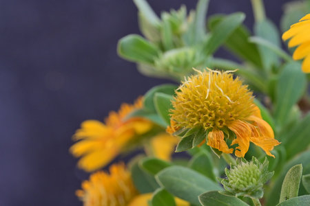 Flower of Zinnia elegans, commonly known as yellow coneflower.